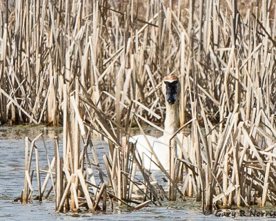 Swan, Trumpeter AL7A9466.jpg