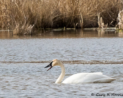 Swan, Trumpeter AL7A9515.jpg