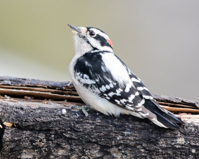 Woodpecker, Downy AL7A0049.jpg