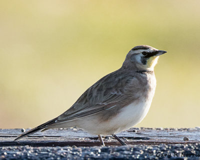 Lark, Horned AL7A9051.jpg