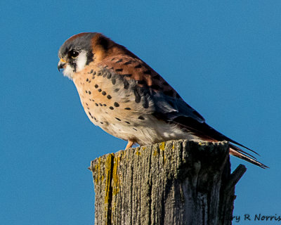 Kestrel, American AL7A9059.jpg