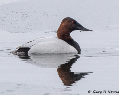 Canvasback AL7A9252.jpg