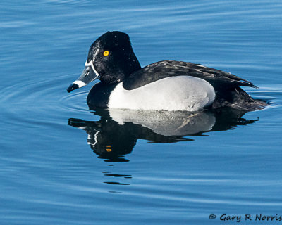 Duck, Ring-necked AL7A9286.jpg