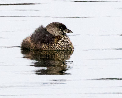 Grebe, Pied-billed AL7A9548.jpg