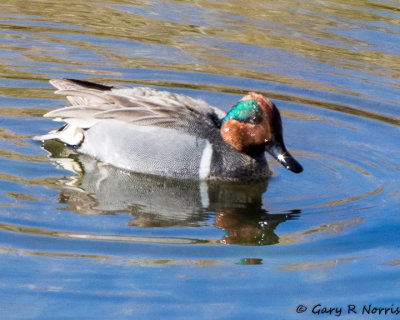 Teal, Green-Winged AL7A0042.jpg