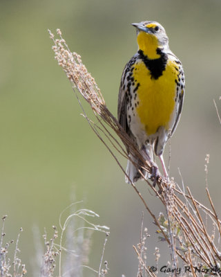 Meadowlark, Western AL7A0523.jpg