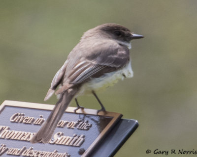 Phoebe, Eastern AL7A9654.jpg