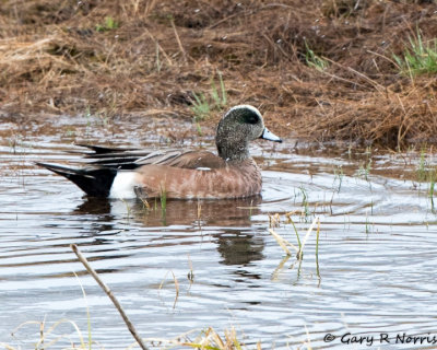 Wigeon, American l AL7A9691.jpg