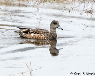 Wigeon, American AL7A9694.jpg