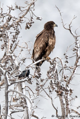 Eagle, Bald AL7A9711.jpg
