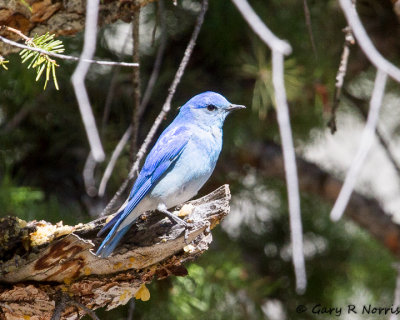 Bluebird, Mountain IMG_9128.jpg