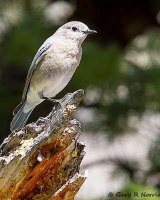 Bluebird, Mountain IMG_9132-Edit.jpg