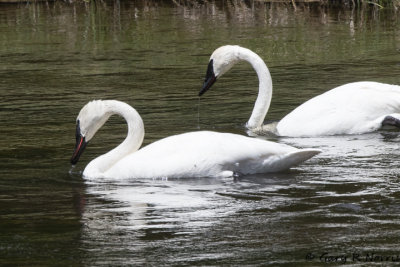Swan, TrumpeterAL7A1064.jpg