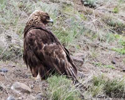 Eagle, GoldenAL7A1142.jpg