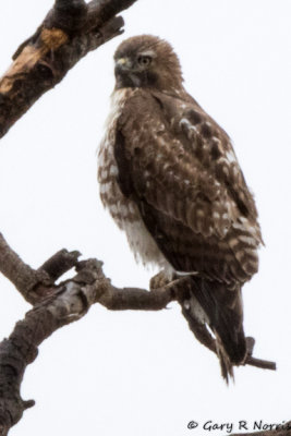 Hawk, Red-tailed AL7A9753.jpg