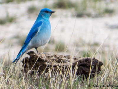 Bluebird, Mountain IMG_4475.jpg