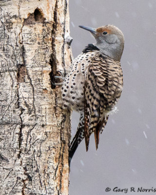 Flicker, Northern AL7A0908.jpg