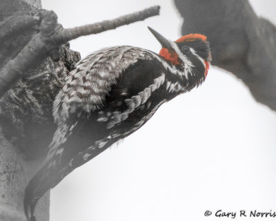 Sapsucker, Red-naped AL7A1299.jpg