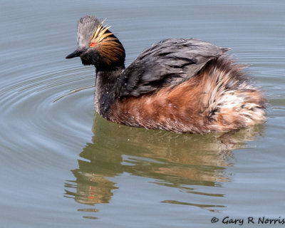 Grebe, Eared AL7A0362.jpg