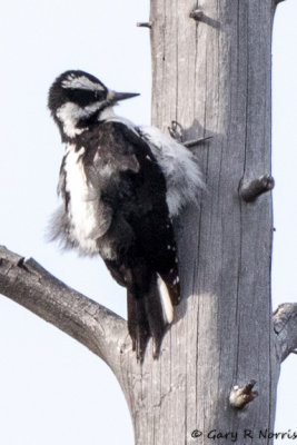 Woodpecker, Harry WoodpeckerAL7A0671.jpg