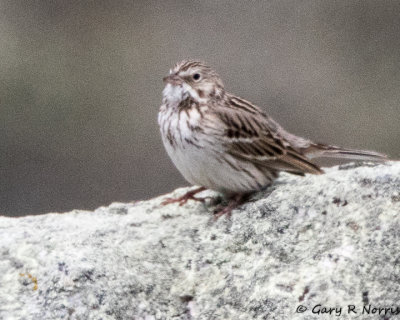 Sparrow, Savannah AL7A1517.jpg