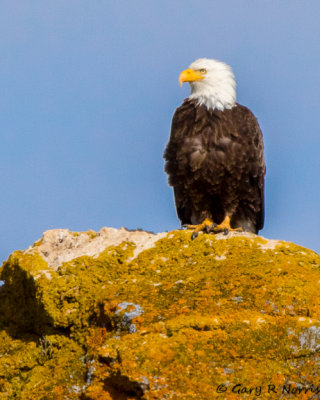 Eagle, Bald AL7A1588.jpg