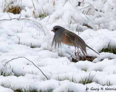 Junco, Dark-eyed IMG_9099.jpg