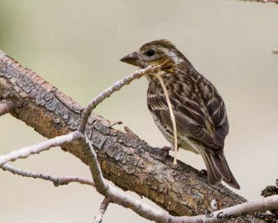 Finch, Cassin's IMG_9526.jpg