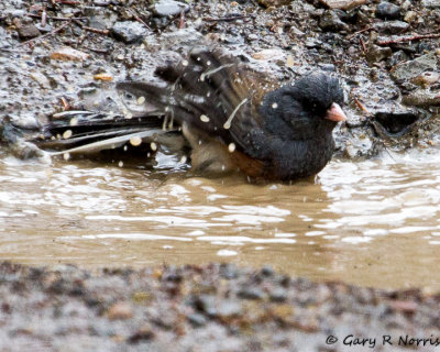 Junco, Dark-eyed IMG_9078.jpg