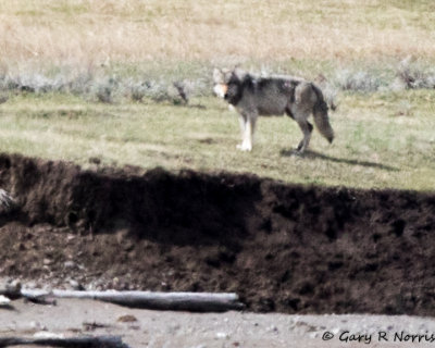 Wolf AL7A0001.jpg