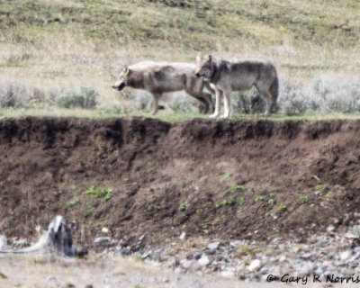 Wolf AL7A0013.jpg