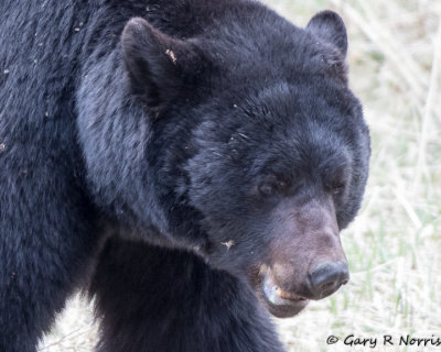 Yellowstone 2015