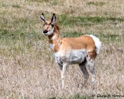 Pronghorn AL7A0694.jpg