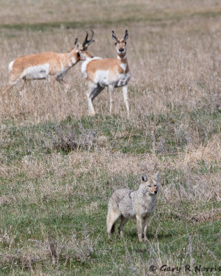 Pronghorn AL7A0700.jpg