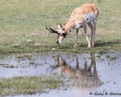 Pronghorn AL7A0744.jpg