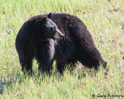 Bear, Black R14 AL7A0801.jpg