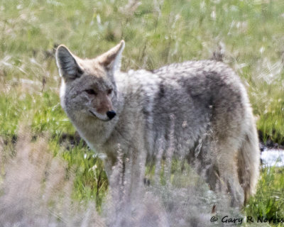 Coyote AL7A0887.jpg