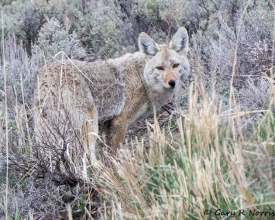 Coyote AL7A0894.jpg