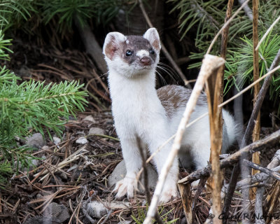 Weasel, Long-tailed AL7A0957.jpg