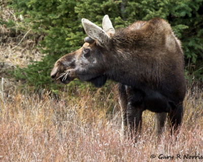 Moose AL7A1030.jpg