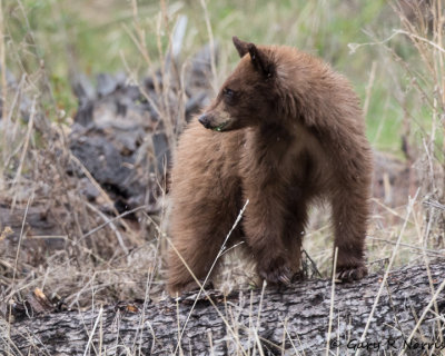 Bear, Black T04 AL7A1182.jpg
