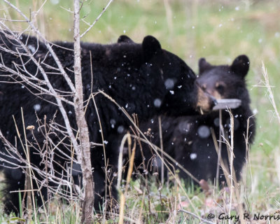 Bear, Black T02 AL7A1219.jpg
