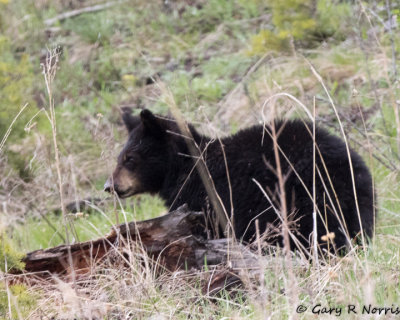 Bear, Black T05 AL7A1152.jpg
