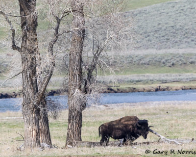 Bison AL7A1450.jpg