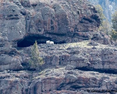 Goats AL7A1509.jpg