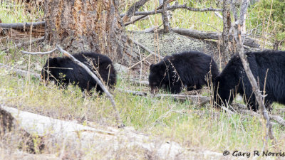 Bear, Black B01 AL7A1525.jpg