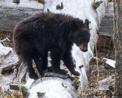 Bear, Black B03 AL7A1552jpg