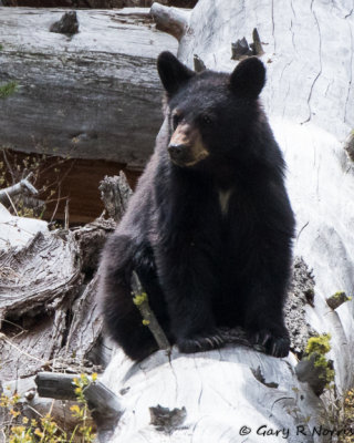 Bear, Black B04 AL7A1564.jpg