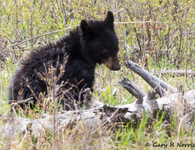 Bear, Black B02 AL7A1571.jpg