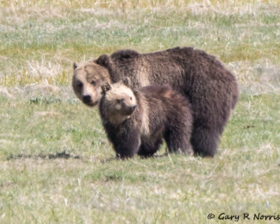 Bear, Grizzly G04 AL7A1695.jpg